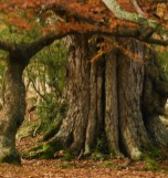 Trees