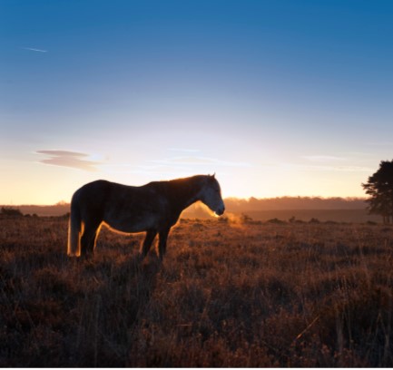 OPOF Pony Image