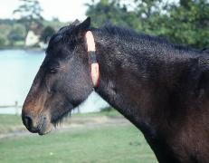 ponies