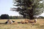 cattle