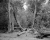 Image of beech dieback
