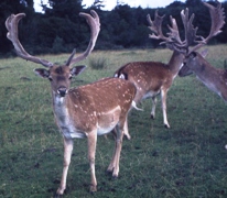 deer