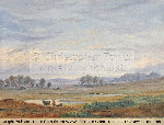 New Forest Scene